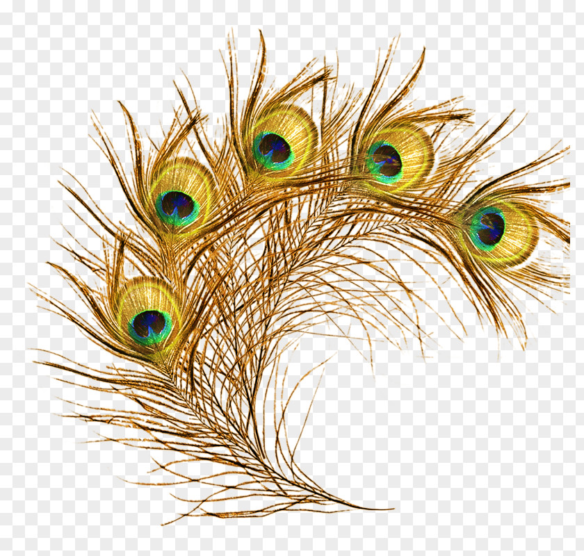 Peacock The Floating Feather Peafowl PNG
