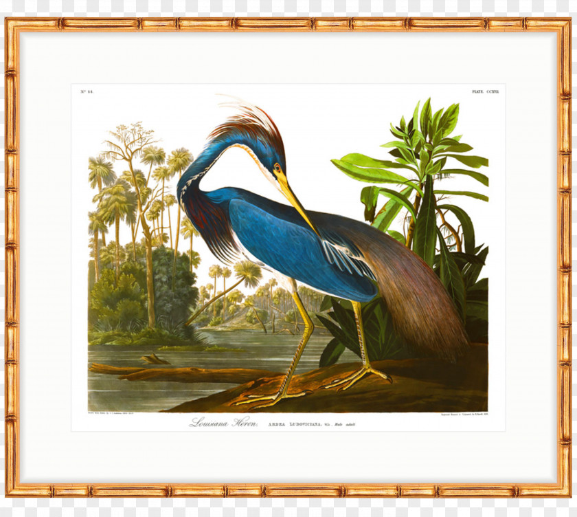 The Birds Of America Louisiana Heron National Audubon Society Havell Family PNG