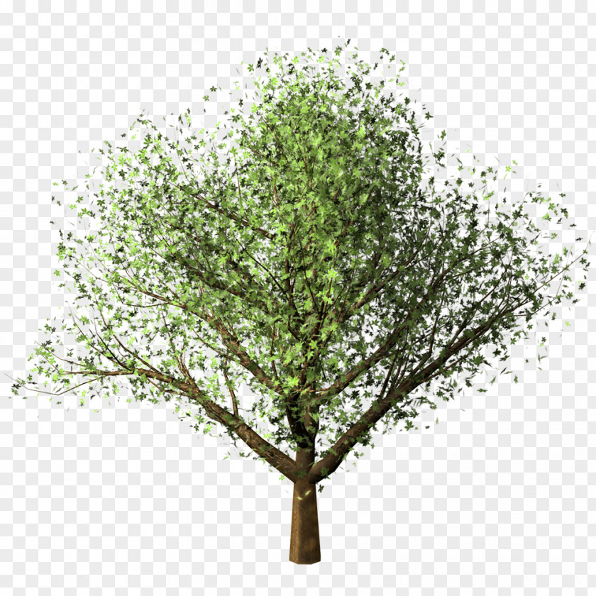 Tree Clipping Path Maple Birch PNG