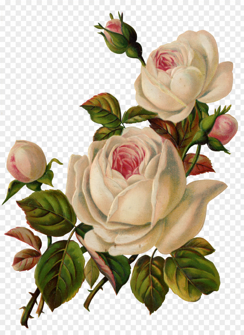 Watercolor Rose Flower Garden Roses Clip Art PNG