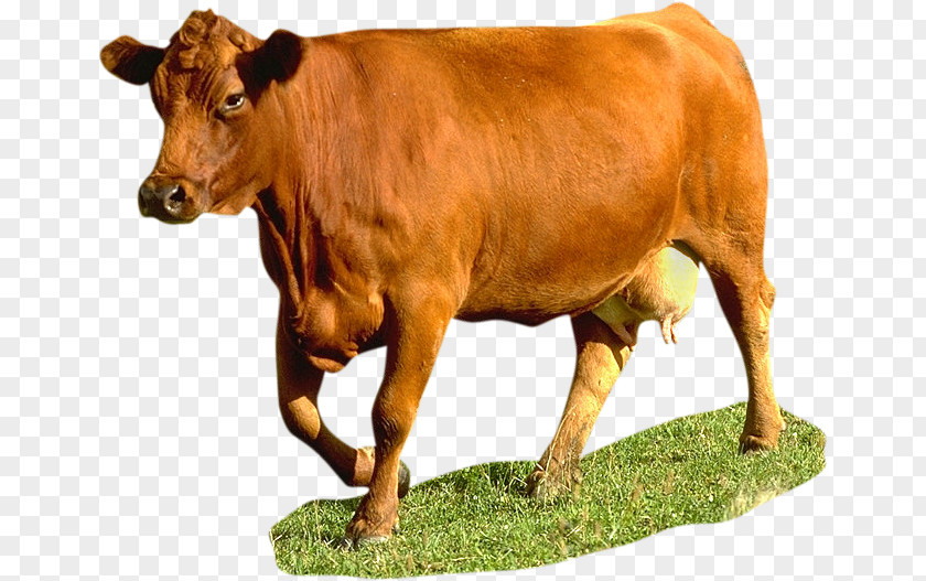 Cattle Animal French Clip Art PNG