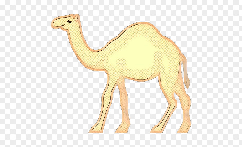 Fawn Livestock Camel Camelid Arabian Terrestrial Animal Figure PNG