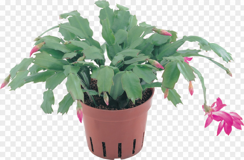 Gazania Plant Flowerpot Clip Art PNG