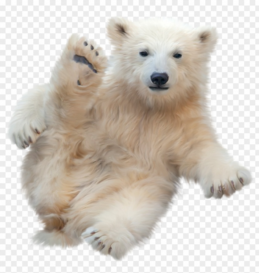 Polar Bear German Spitz Mittel Klein PNG