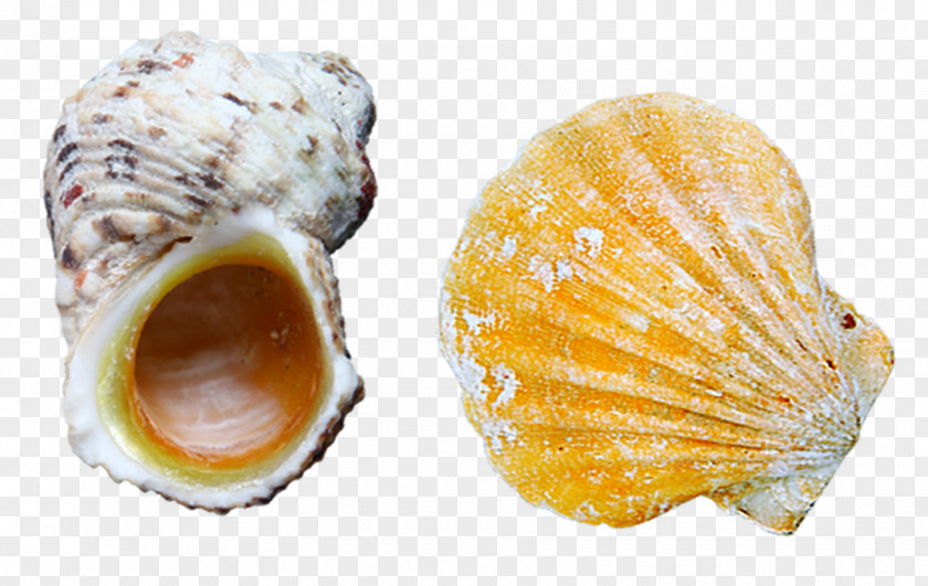 Scallops And Snails Cockle Oyster Scallop Seashell PNG