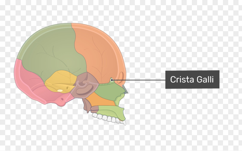 Ethmoid Bone Highlighted Sinus Skull Crista Galli PNG