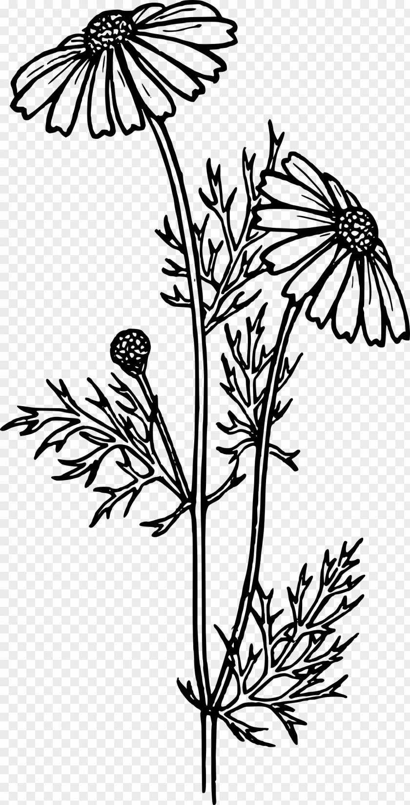 Flower Coloring Book Drawing Common Daisy PNG