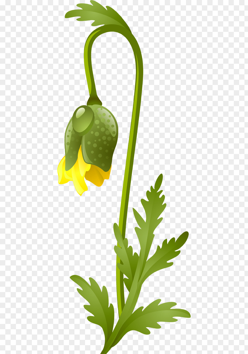 Flower Google Images Leaf Vegetable Clip Art PNG