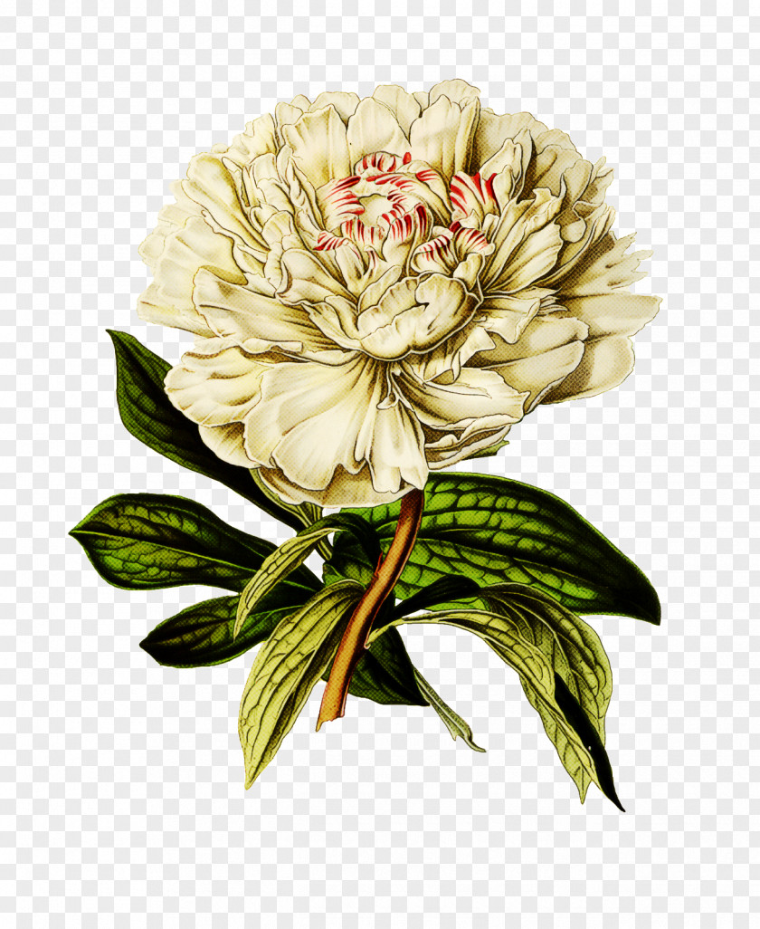 Flower Plant Cut Flowers Common Peony PNG