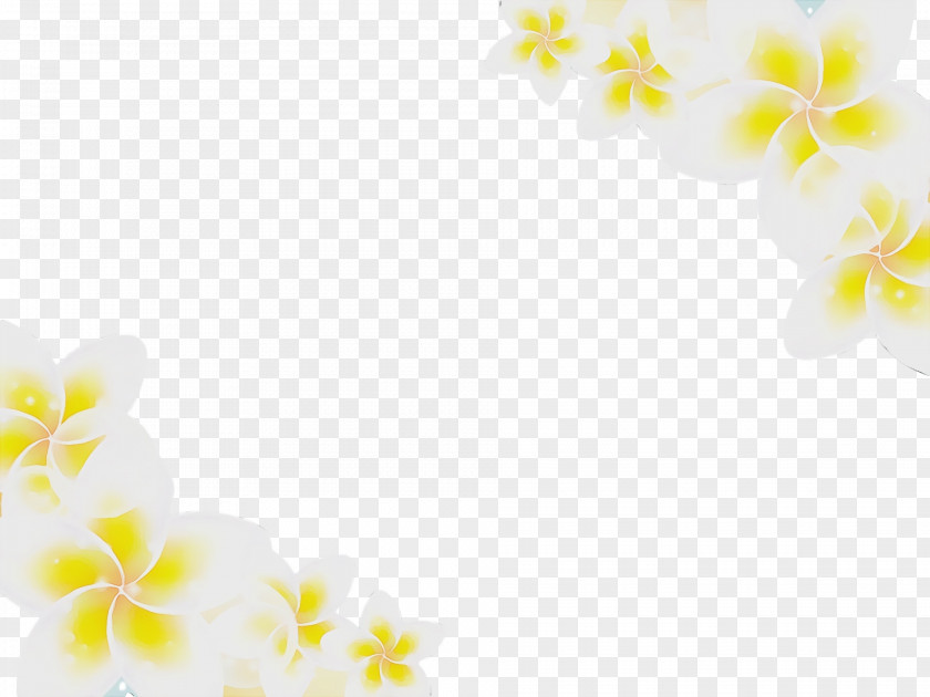 Moth Orchids Yellow PNG