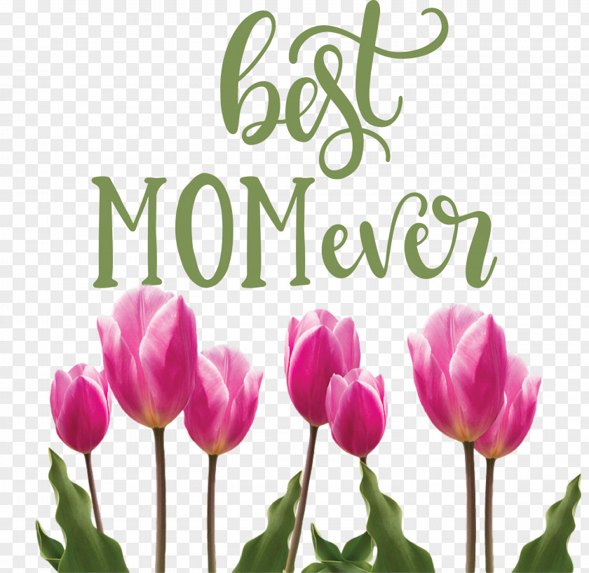 Mothers Day Best Mom Ever Quote PNG