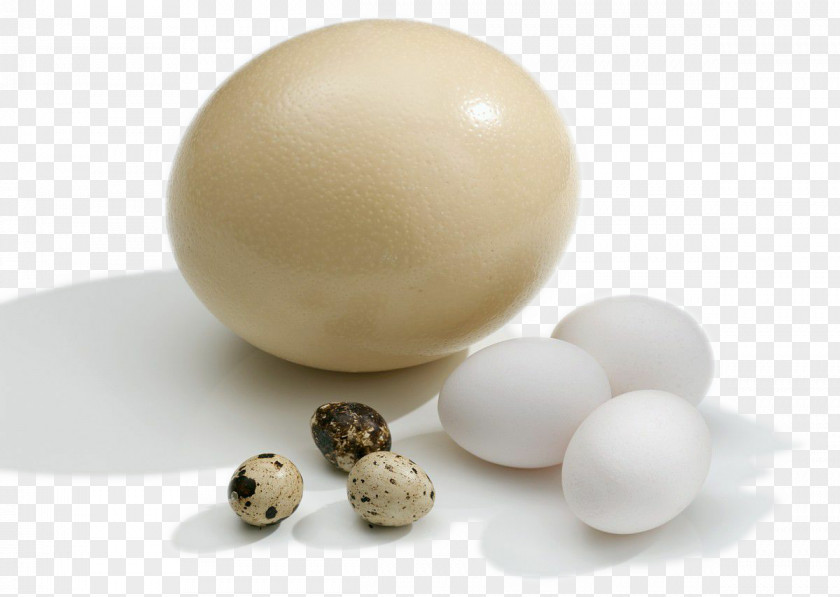 Ostrich Egg, Egg Quail Chicken Goose Common Duck PNG