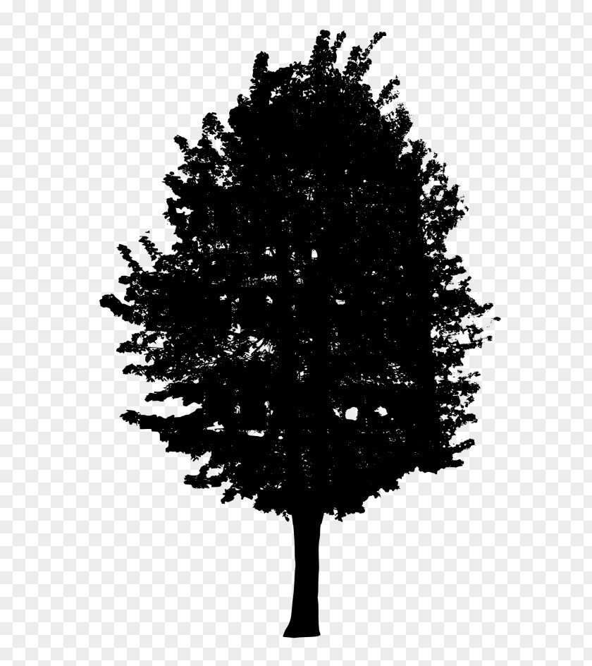 Tree Fir Black And White PNG