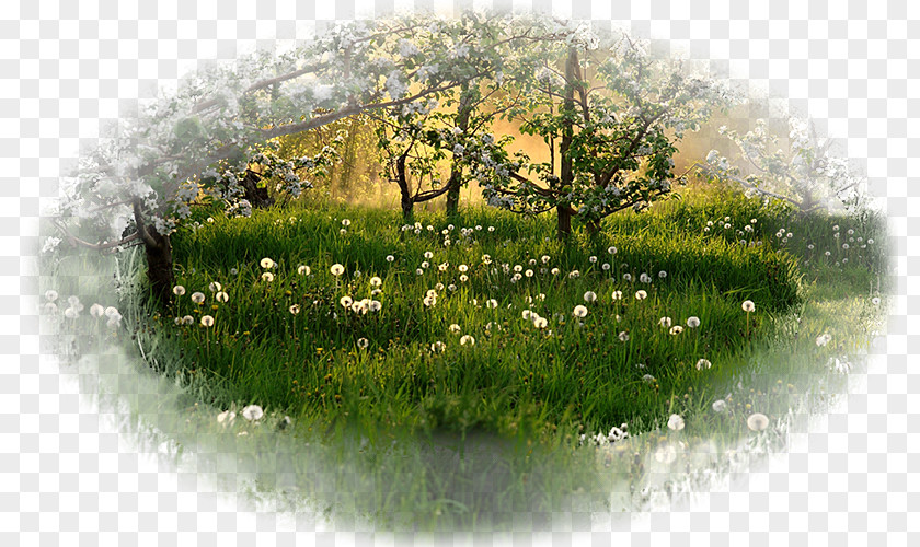 Dandelion Desktop Wallpaper 1080p High-definition Television Tree PNG