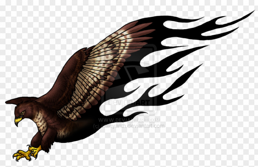 Eagle Buzzard Hawk Tattoo Turkey Vulture PNG