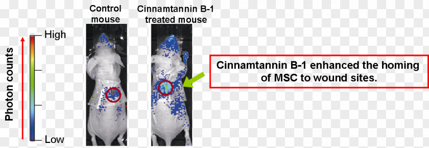 Flow Cytometry Bioinformatics Ski Bindings Brand Font PNG