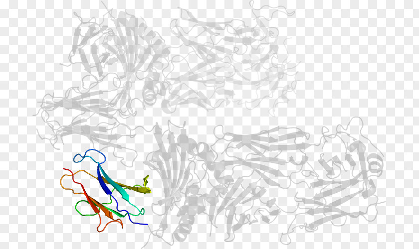Major Histocompatibility Complex Line Art Cartoon Sketch PNG