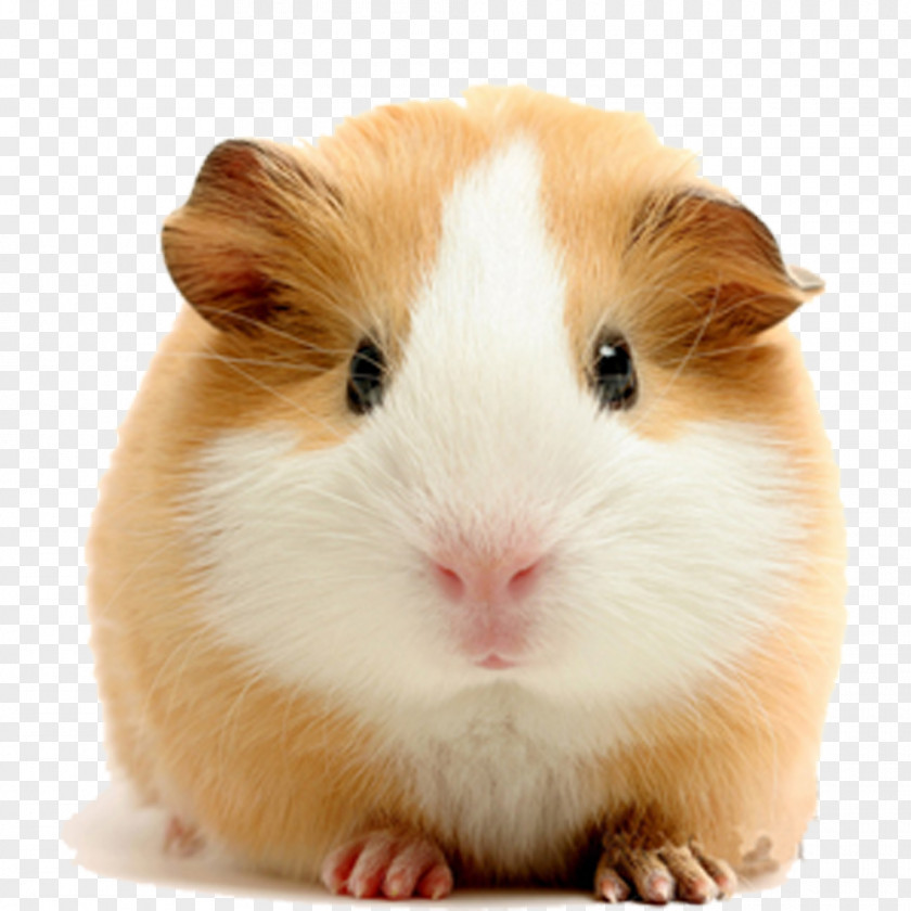 Pale Yellow Guinea Pigs Vietnamese Pot-bellied Pet Dog Rodent PNG