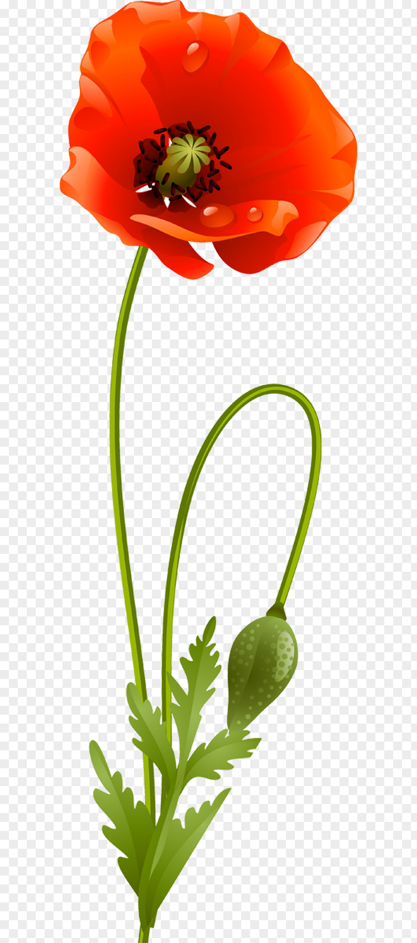 Poppies Flower Poppy Clip Art PNG