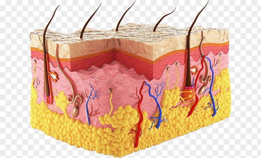 Three-dimensional Square Business Chin Human Skin Body Epidermis Sweat Gland PNG