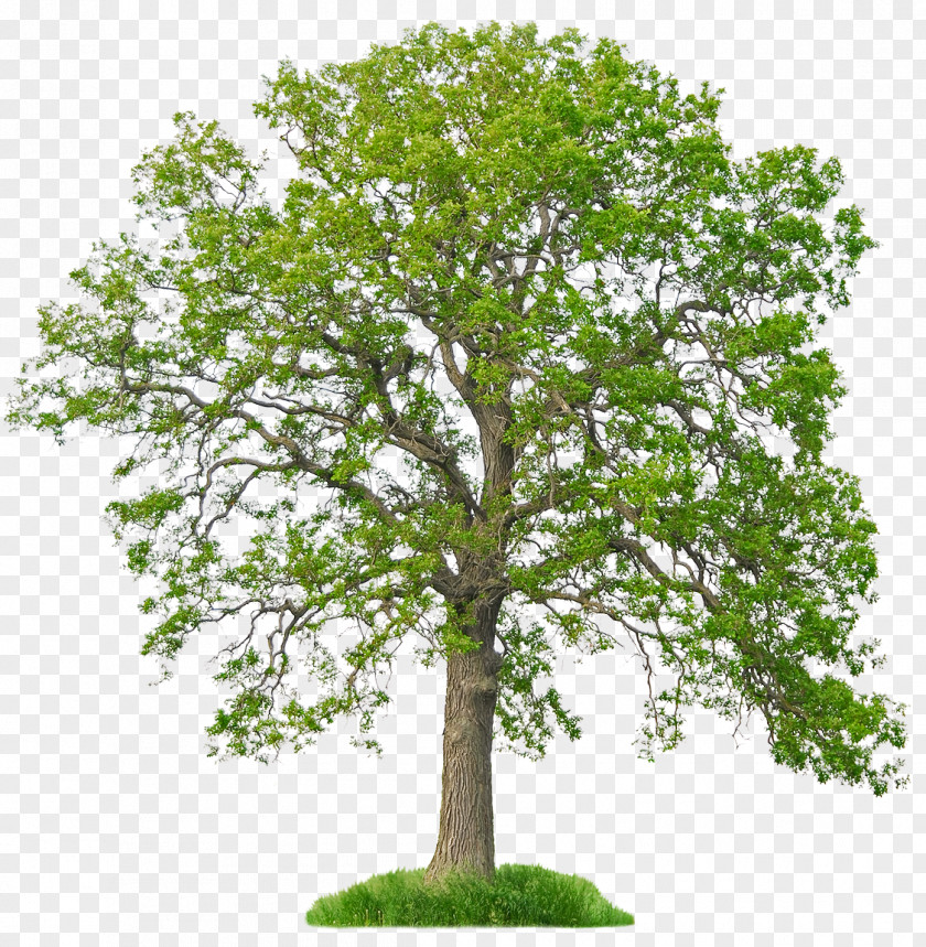 Tree Fraxinus Americana White Oak Bur Arborist PNG