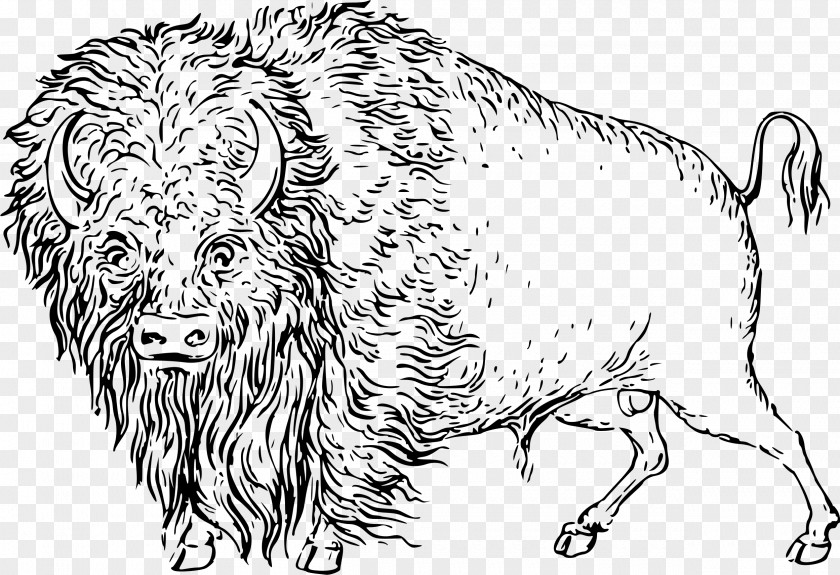 Bison Cattle Line Art Drawing Clip PNG