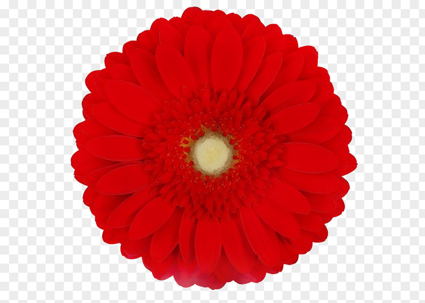 Daisy Family Coquelicot Red Watercolor Flowers PNG