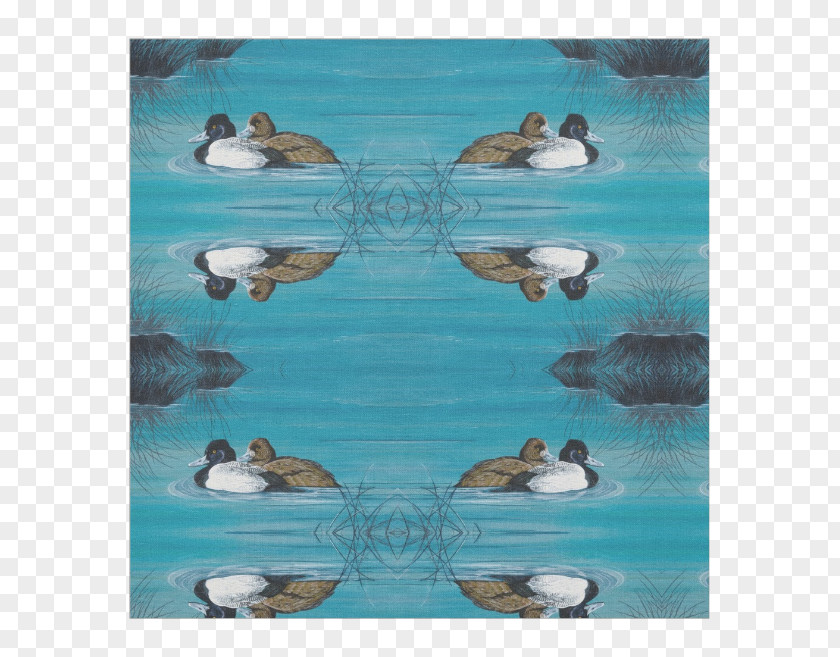 Duck Seaducks Seabird Water Beak PNG