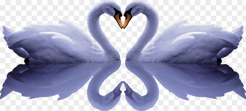 Free Romantic Swan Pull Image Cygnini Painting PNG