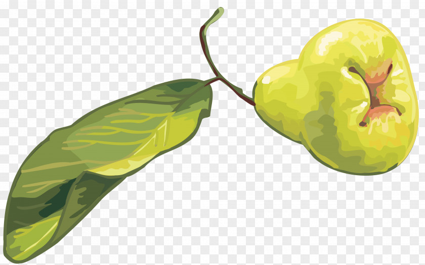 Mangosteen Food Fruit Cdr Clip Art PNG