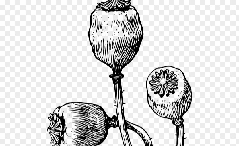 Poppy Common Opium Remembrance Drawing PNG