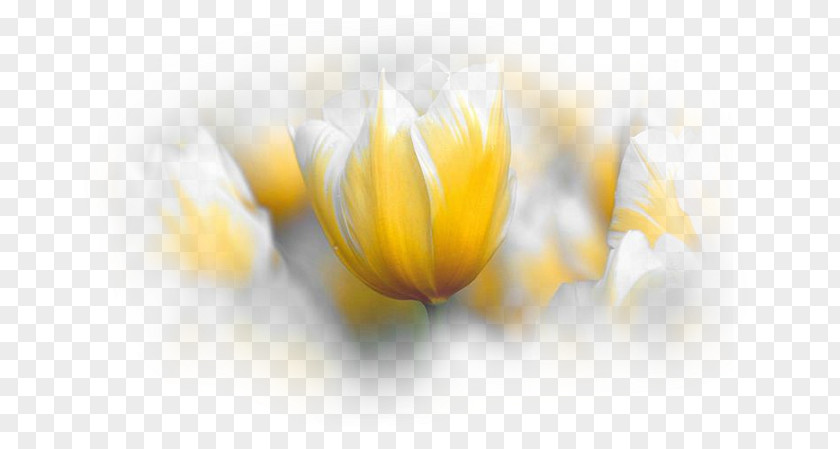 Tulip Flower Desktop Wallpaper Blog PNG