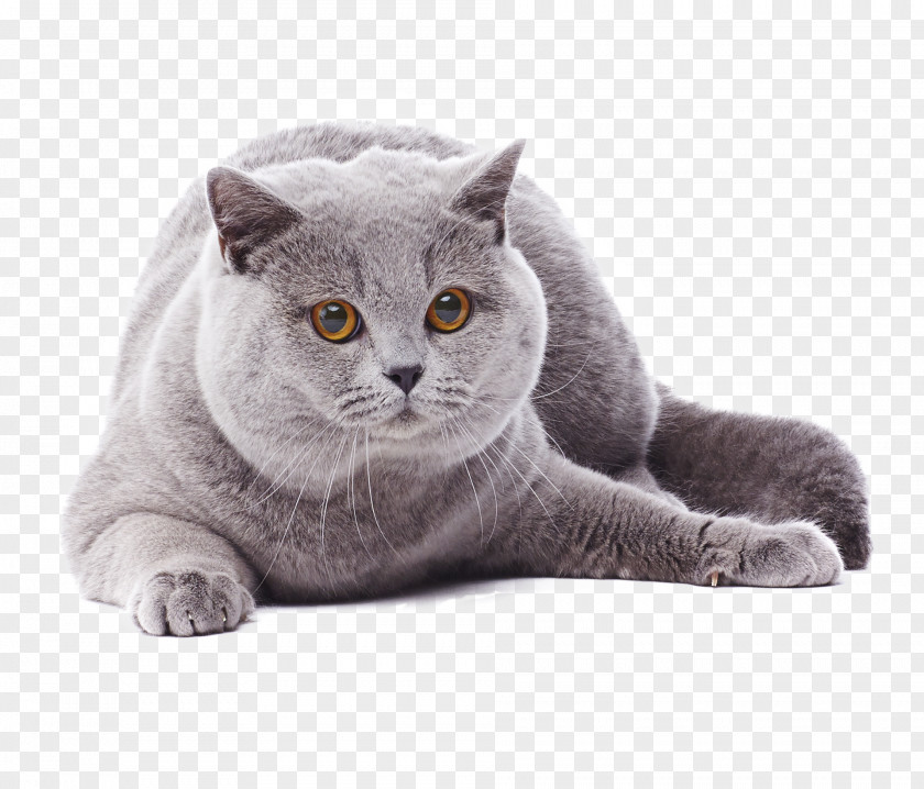 British Shorthair European Chartreux Russian Blue Korat PNG