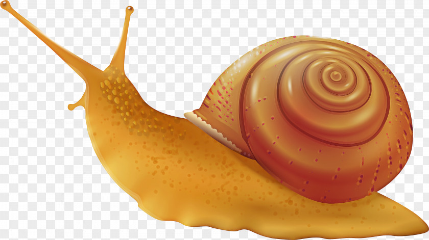 Cuisine Dish Snail Cartoon PNG