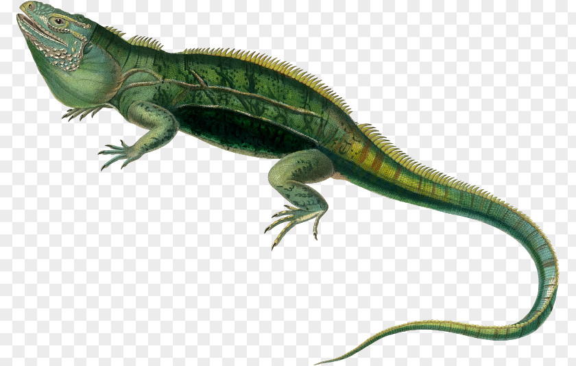 Lizard Agamas Reptile Lacertids Green Iguana PNG