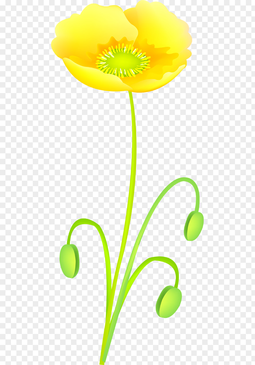 Poppies Clip Art Flowering Plant Stem Plants PNG