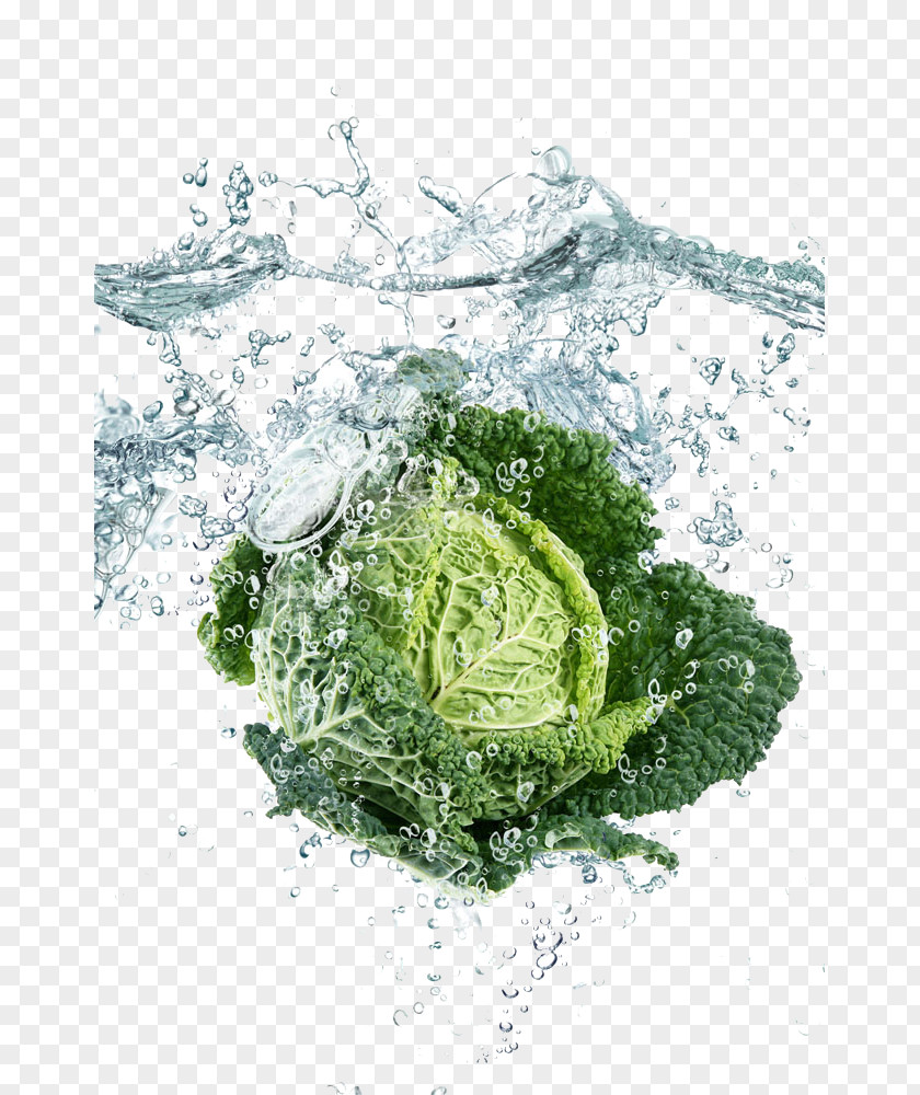 Surrounded By Water Cabbage Leaf Vegetable High-definition Television Display Resolution Wallpaper PNG