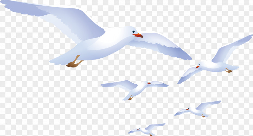Vector White Dove European Herring Gull Bird Gulls Crane Euclidean PNG