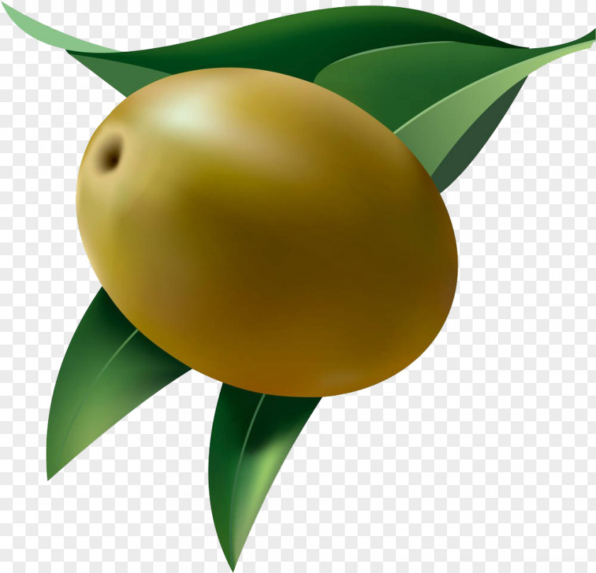 An Olive Fruit Clip Art PNG