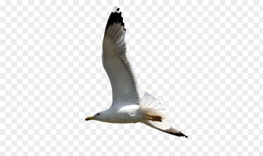 Bird European Herring Gull Gulls Great Black-backed PNG
