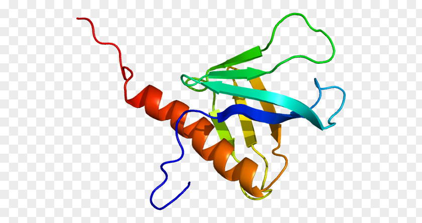 DDEF1 Protein Gene Pleckstrin Homology Domain Ankyrin Repeat PNG