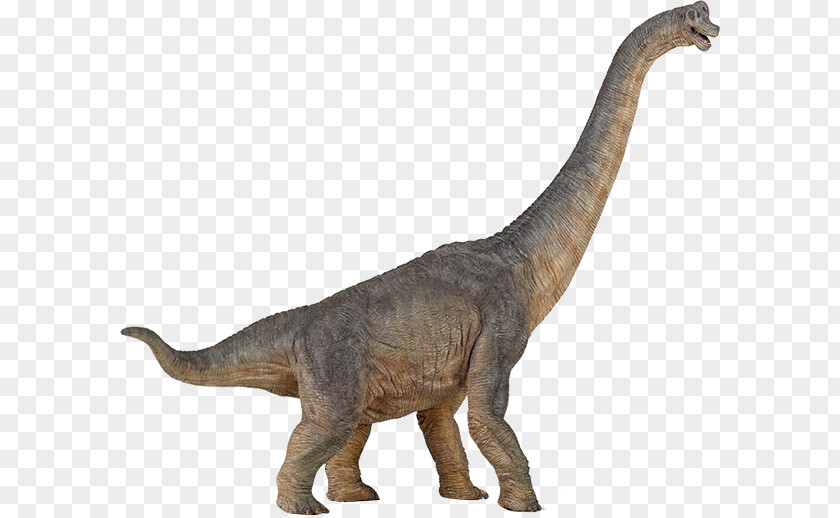 Dinosaur Brachiosaurus Apatosaurus Amargasaurus Baryonyx PNG