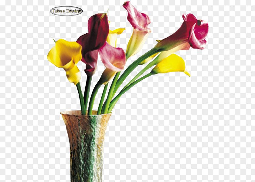 Flower Floral Design Cut Flowers Iris Family Vase PNG