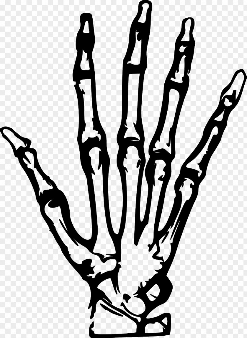 Hand X-ray Clip Art PNG