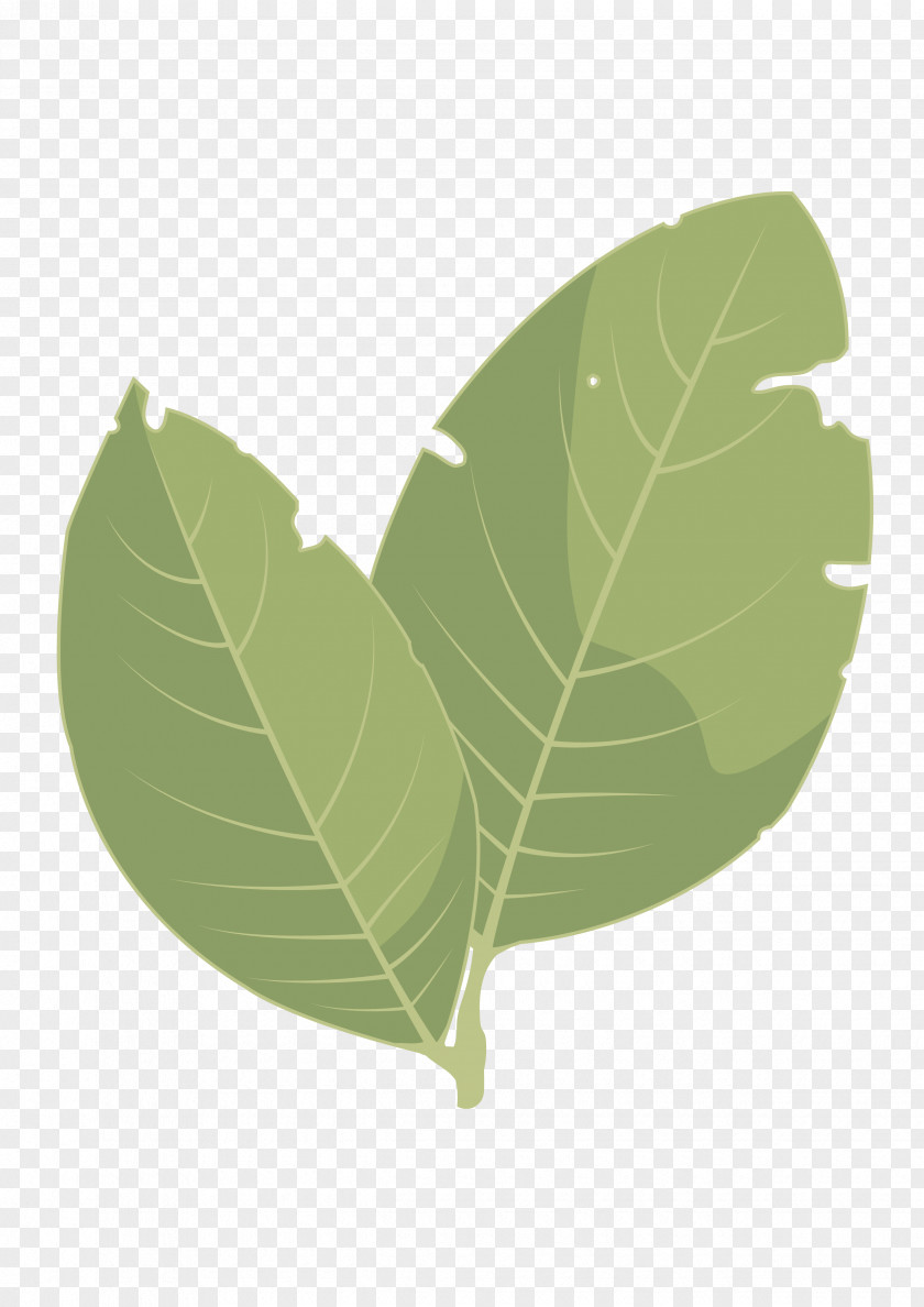 Laurel Leaf Information And Communications Technology Strawberry Tree Pistacia Lentiscus Plant Stem PNG