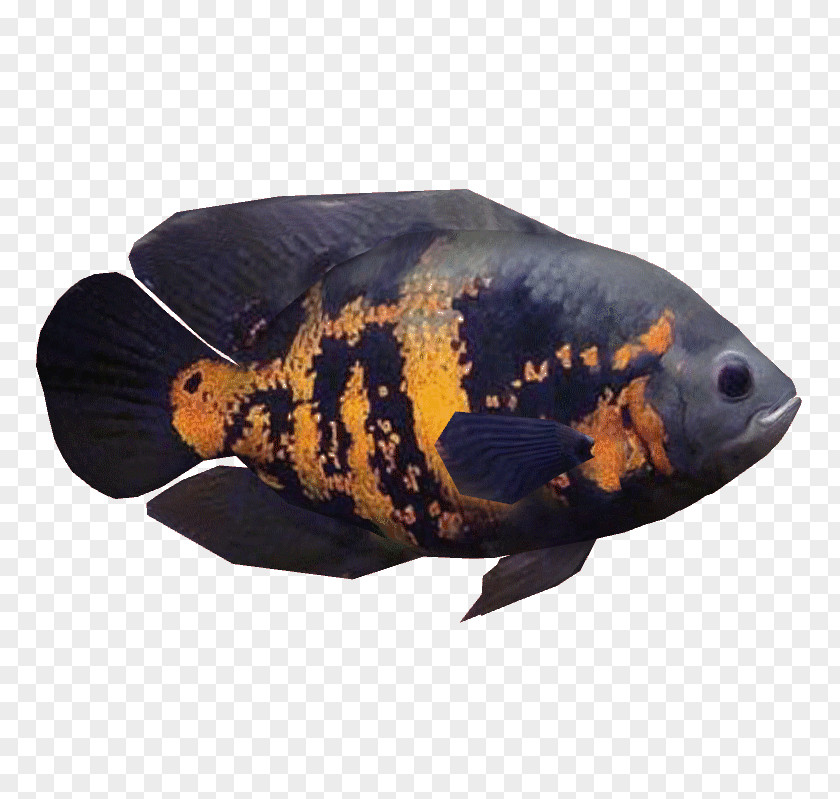 Oscar Ornamental Fish Cichlid Aquarium PNG