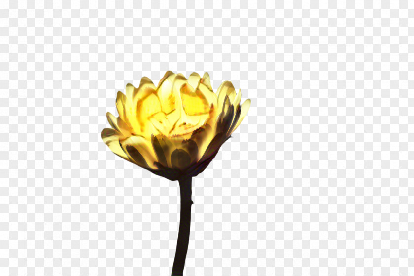Tulip Metal Flowers Background PNG