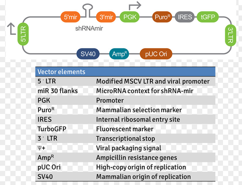 Vector Short Hairpin RNA Viral Mir-30 MicroRNA Precursor PNG
