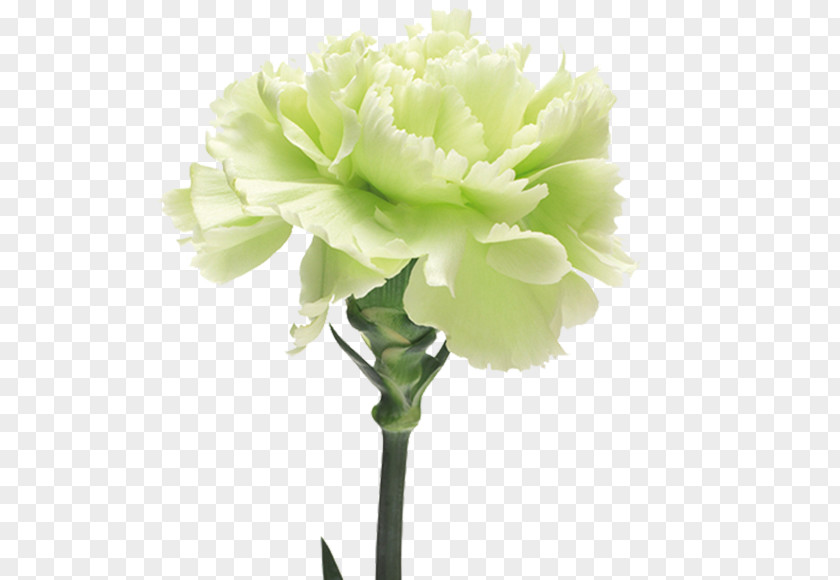 Flower The Green Carnation Yellow PNG