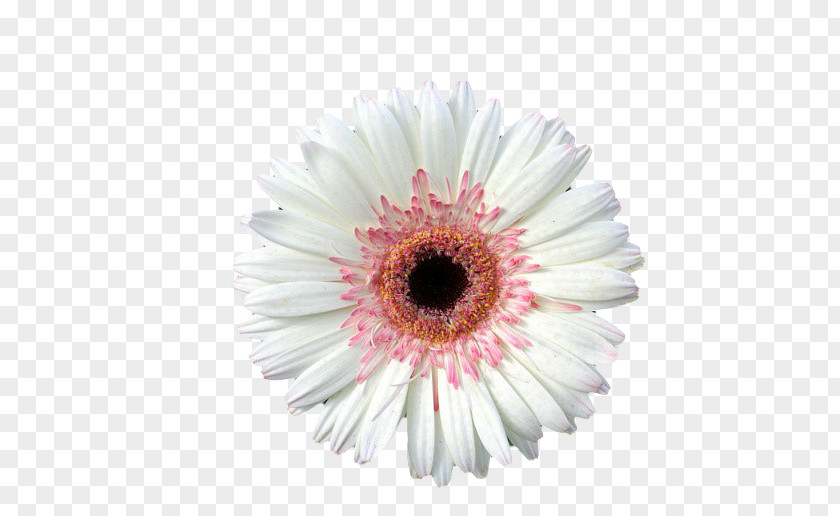 Gerbera Transvaal Daisy Cut Flowers PNG